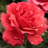 Vörös - virágágyi grandiflora - floribunda rózsa - Online rózsa vásárlás - Rosa Sammetglut® - diszkrét illatú rózsa - tea aromájú