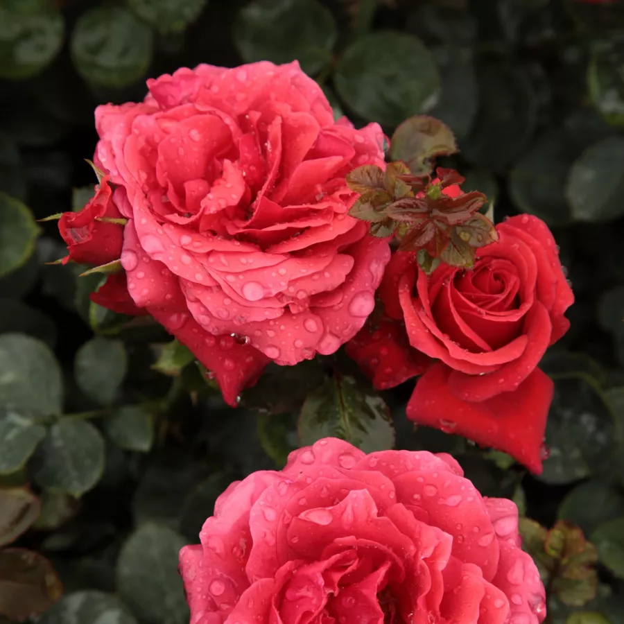 Rosso - Rosa - Sammetglut® - Produzione e vendita on line di rose da giardino