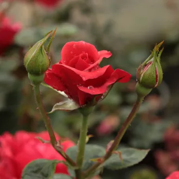 Rosa Sammetglut® - rojo - árbol de rosas de flores en grupo - rosal de pie alto