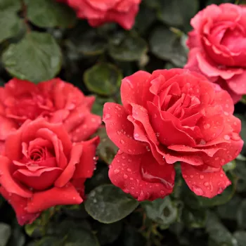 Tmavě červená s bílým středem - stromkové růže - Stromkové růže, květy kvetou ve skupinkách