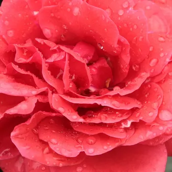 Na spletni nakup vrtnice - Grandiflora - floribunda vrtnice - rdeča - Sammetglut® - Diskreten vonj vrtnice