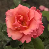 Rózsaszín - teahibrid rózsa - Online rózsa vásárlás - Rosa Sandringham Centenary™ - diszkrét illatú rózsa - méz aromájú