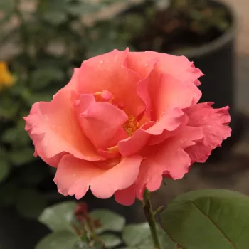 Rózsák webáruháza. - rózsaszín - teahibrid rózsa - Sandringham Centenary™ - diszkrét illatú rózsa - méz aromájú - (90-100 cm)