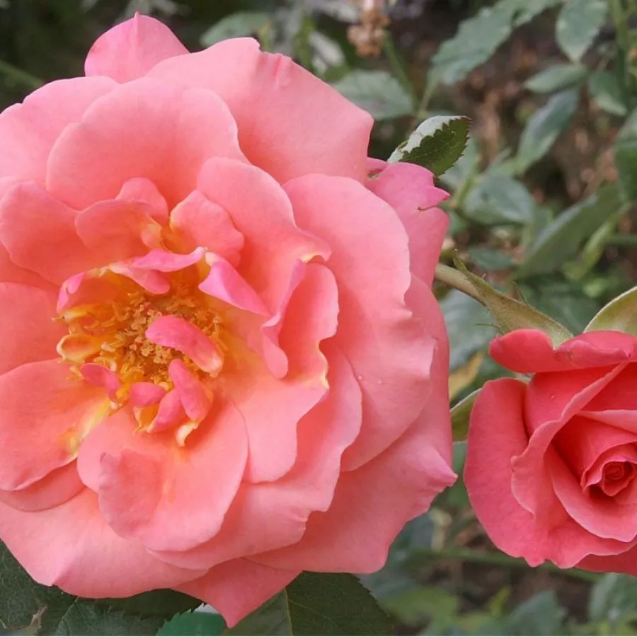 Różowy - Róża - Sandringham Centenary™ - Szkółka Róż Rozaria