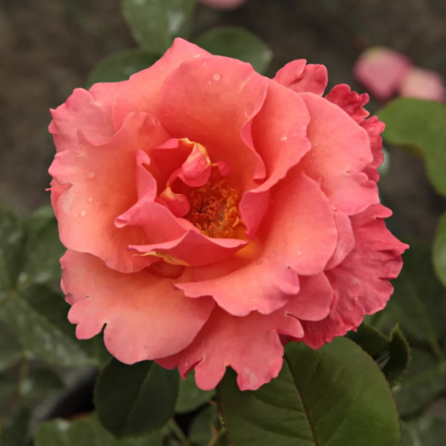 Roz - Trandafiri - Sandringham Centenary™ - 