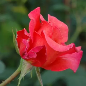 Rosa Sandringham Centenary™ - růžová - stromkové růže - Stromkové růže s květmi čajohybridů