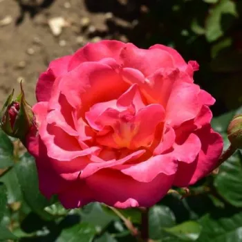 Rózsaszín - narancssárga árnyalat - teahibrid rózsa - diszkrét illatú rózsa - méz aromájú