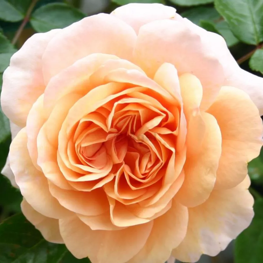 Virágágyi floribunda rózsa - Rózsa - Sangerhäuser Jubiläumsrose ® - Online rózsa rendelés