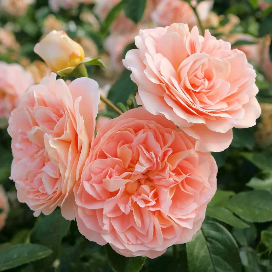 Rosa - Rosa - Sangerhäuser Jubiläumsrose ® - Produzione e vendita on line di rose da giardino