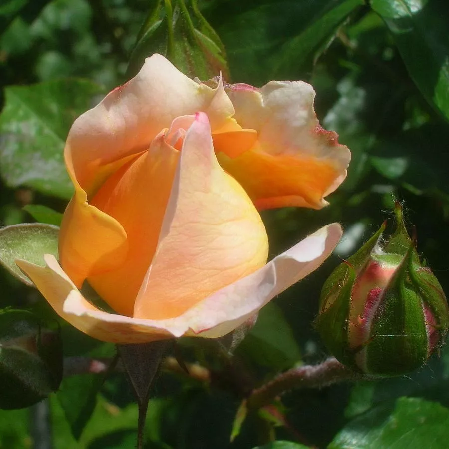 Diskreten vonj vrtnice - Roza - Sangerhäuser Jubiläumsrose ® - Na spletni nakup vrtnice