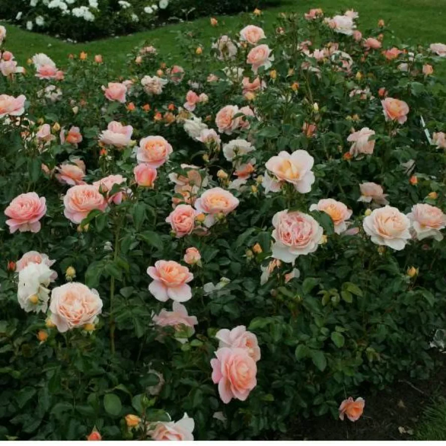 KORmamtiza - Roza - Sangerhäuser Jubiläumsrose ® - Na spletni nakup vrtnice