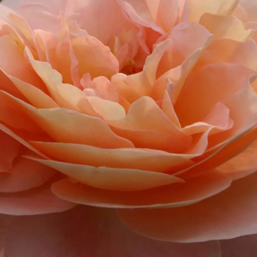 Floribunda - Rózsa - Sangerhäuser Jubiläumsrose ® - Online rózsa rendelés