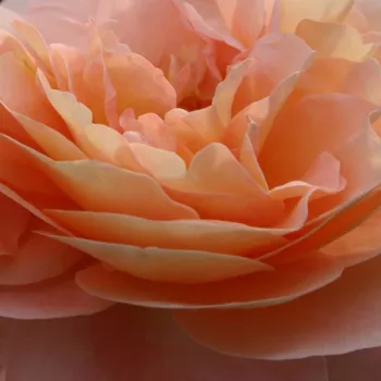 Ruže - online - koupit - stromčekové ruže - Stromkové ruže, kvety kvitnú v skupinkách - ružová - Sangerhäuser Jubiläumsrose ® - mierna vôňa ruží - jahodový