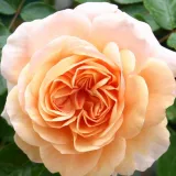 Záhonová ruža - floribunda - mierna vôňa ruží - jahodový - ružová - Rosa Sangerhäuser Jubiläumsrose ®