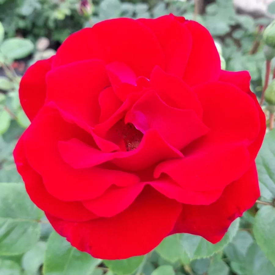 Rosso - Rosa - Santana® - Produzione e vendita on line di rose da giardino