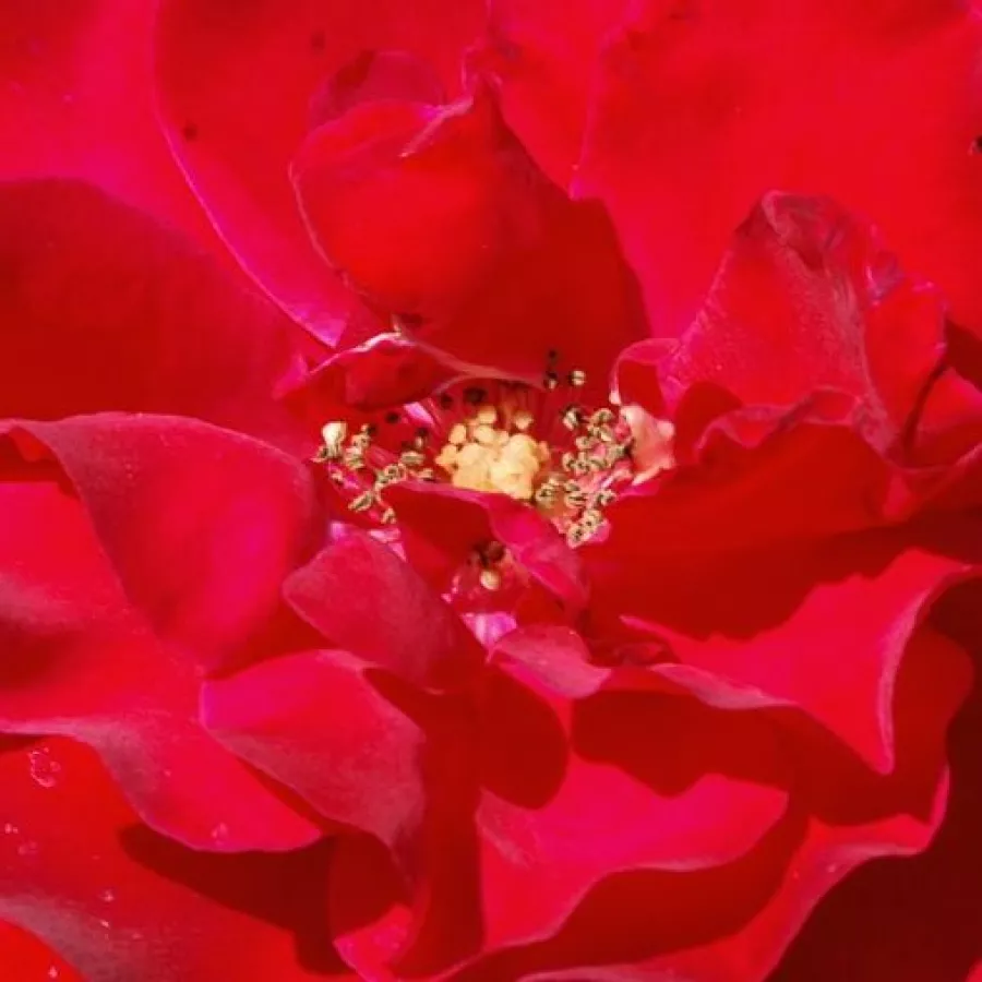 Climber, Large-Flowered Climber - Roza - Santana® - Na spletni nakup vrtnice