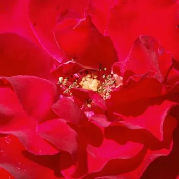Ruže - eshop  - climber, popínavá ruža - červený - mierna vôňa ruží - aróma - Santana® - (200-250 cm)