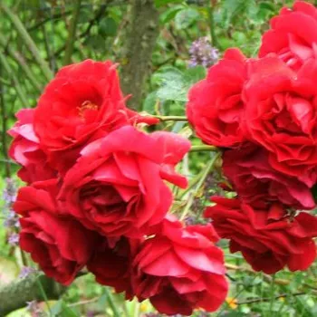Červený - stromčekové ruže - Stromkové ruže, kvety kvitnú v skupinkách
