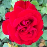 Stromčekové ruže - červený - Rosa Santana® - mierna vôňa ruží - aróma