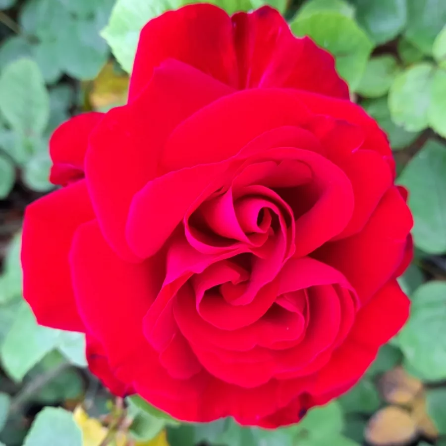 Ruža diskretnog mirisa - Ruža - Reporter - sadnice ruža - proizvodnja i prodaja sadnica