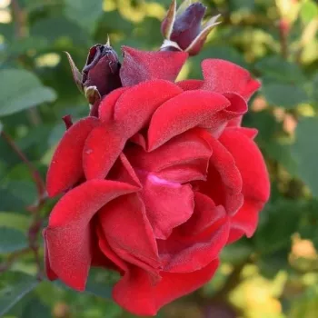Rosa Santana® - roșu - Trandafiri climber