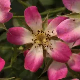 Rózsaszín - törpe - mini rózsa - Online rózsa vásárlás - Rosa Sára - nem illatos rózsa