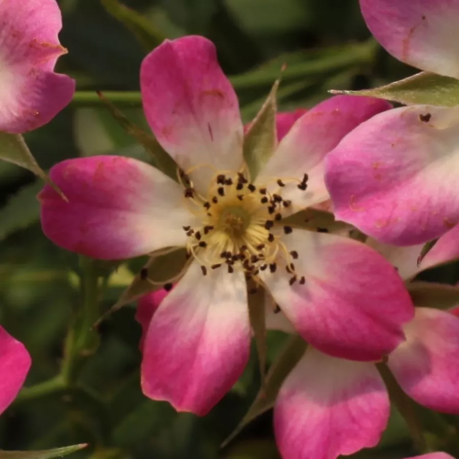 Rose Miniatura, Lillipuziane - Rosa - Sára - Produzione e vendita on line di rose da giardino