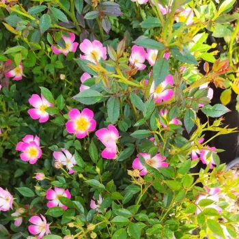 Rózsaszín - krémszínű szirombelső - törpe - mini rózsa   (30-40 cm)