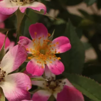 Rosa Sára - roze - stamrozen - Stamroos – Kleine bloemen