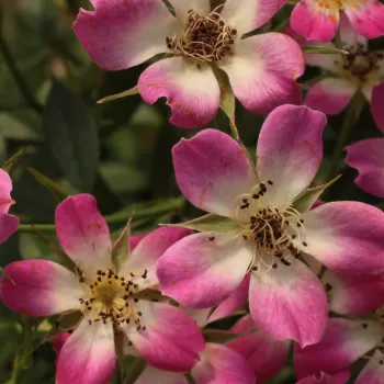 Online rózsa kertészet - rózsaszín - nem illatos rózsa - Sára - törpe - mini rózsa - (30-40 cm)