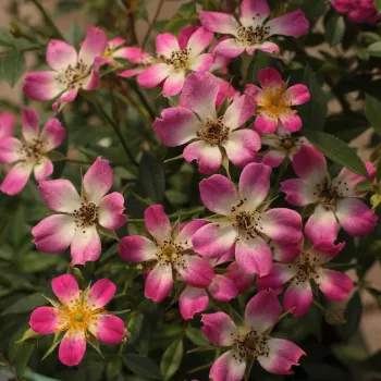 Ružičasta - unutrašnjost latica krem boje - patuljasta - mini ruža   (30-40 cm)