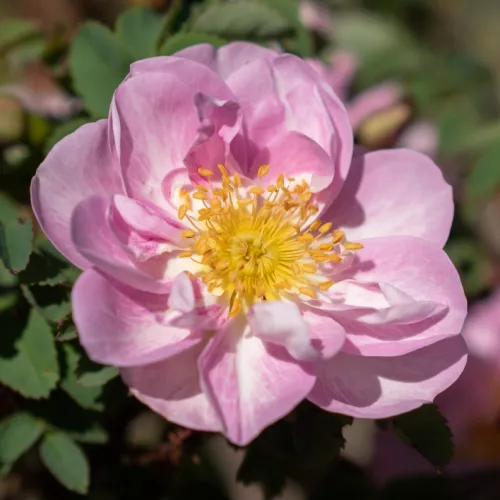 Rosa pimpinellifolia Mon Amie Claire