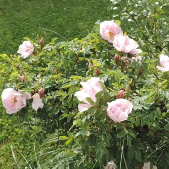 ROSA PIMPINELLIFOLIA MON AMIE CLAIRE – rózsaszín tájépítészeti bokorrózsa - Ivan Louette