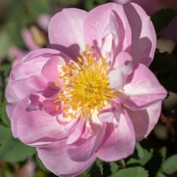 Rózsa rendelés online - rózsaszín - erőteljes, jól érezhető illatú rózsa - Rosa pimpinellifolia Mon Amie Claire - tájépítészeti bokorrózsa - (80–120 cm)