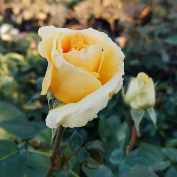WEKMAJUCHI – aranysárga virágágyi floribunda rózsa - Bédard