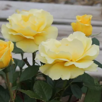 Tiszta, egyenletes aranysárga árnyalat, fényes felülettel. - virágágyi floribunda rózsa - erőteljes, jól érezhető illatú rózsa - édeskésen fűszeres aromájú