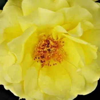 Rózsák webáruháza. - aranysárga - erőteljes, jól érezhető illatú rózsa - Wekmajuchi - virágágyi floribunda rózsa - (120-160 cm)