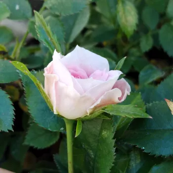 PEAHANSOME – krémfehér törpe-mini rózsa - Pearce