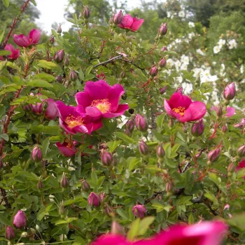 ROSA PIMPINELLIFOLIA SINGLE CHERRY – dunkelrote Strauchrose für die Landschaftsgestaltung