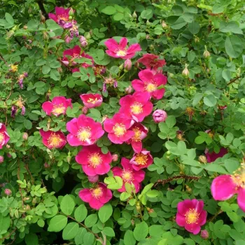 Tiefe, samtige purpur-pinke Blüte mit lebhaft gelbem Staubblattkranz. - landschaftsstrauchrose - mittelstarke, gut wahrnehmbare duftrose - reich, würzig, klassisches wildrosen- und rosenaroma