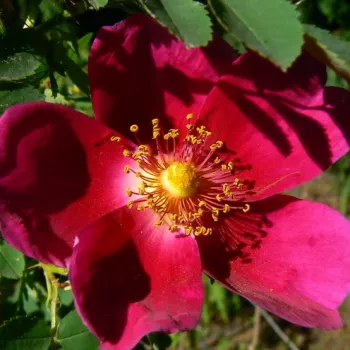 Online rosenkauf - dunkelrot - mittelstarke, gut wahrnehmbare duftrose - Rosa pimpinellifolia Single Cherry - landschaftsstrauchrose - (100–150 cm)