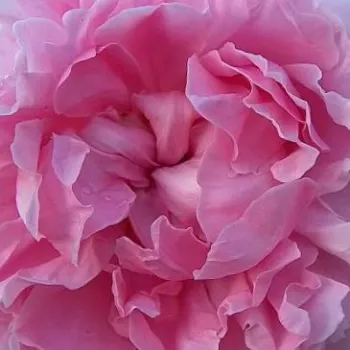 Online rózsa kertészet - rózsaszín - angol rózsa - Ausglisten - diszkrét illatú rózsa - szegfűszeg aromájú - (90-150 cm)