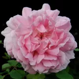 Anglická ruža - ružová - mierna vôňa ruží - klinčeková aróma - Rosa Ausglisten - Ruže - online - koupit