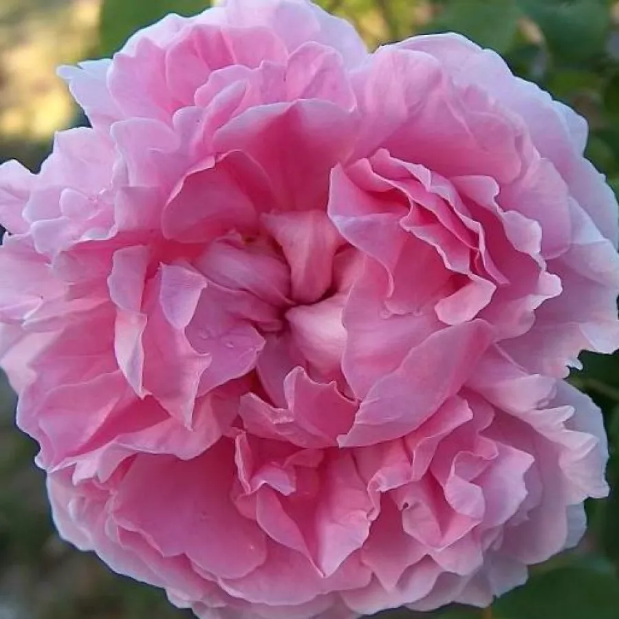 Ružičasta - Ruža - Ausglisten - Narudžba ruža
