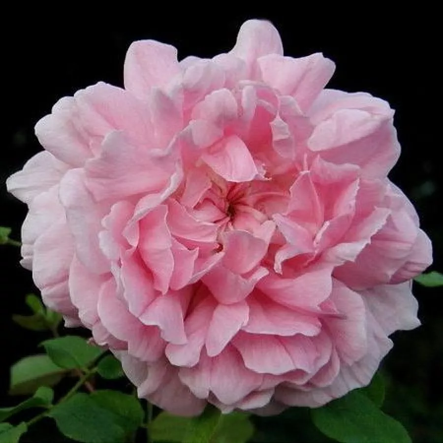 Roz - Trandafiri - Ausglisten - 