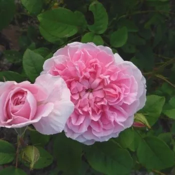 Rosa Ausglisten - ružičasta - ruže stablašice -