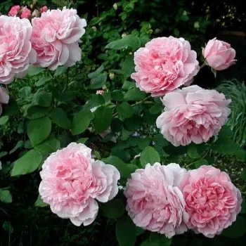 Ružová - anglická ruža   (90-150 cm)