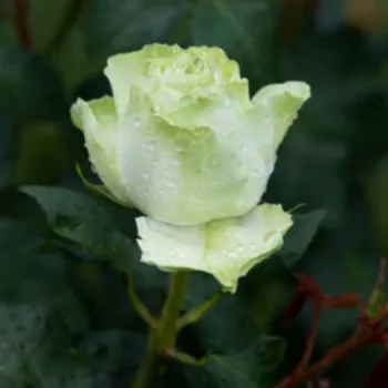 WAKANA – zöldesfehér teahibrid rózsa - Kimura
