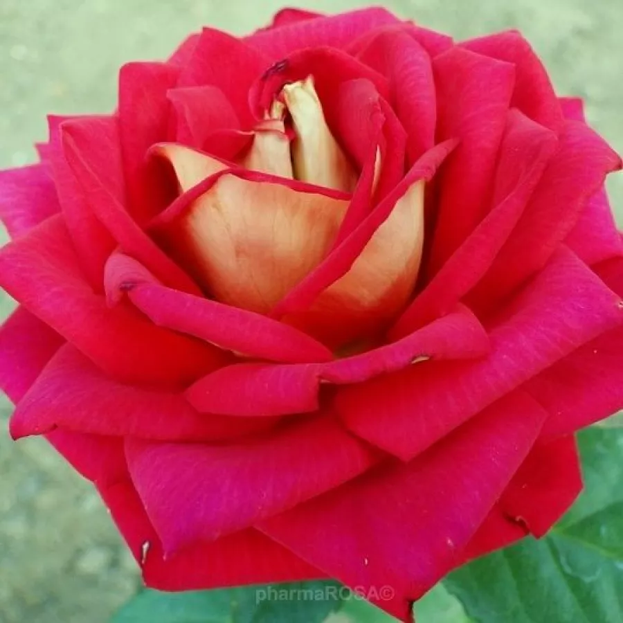Teahibrid rózsa - Rózsa - Sárga - Piros - Online rózsa rendelés