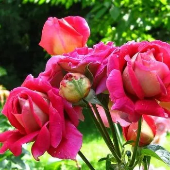 Rosa Sárga-Piros - sárga - piros - teahibrid rózsa